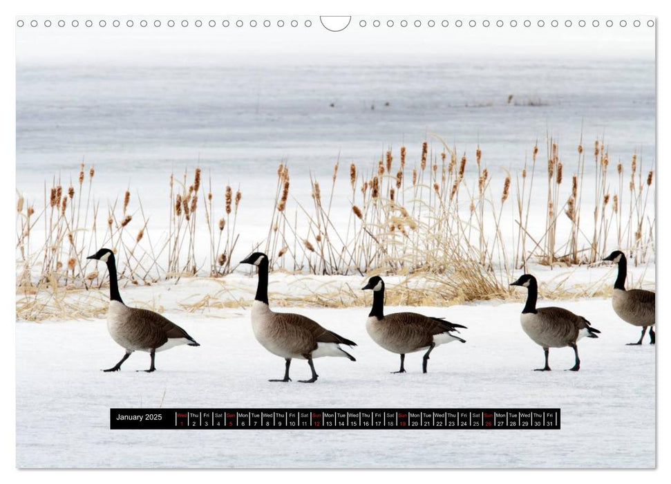 CANADA GOOSE / UK-Version (CALVENDO Monthly Calendar 2025)