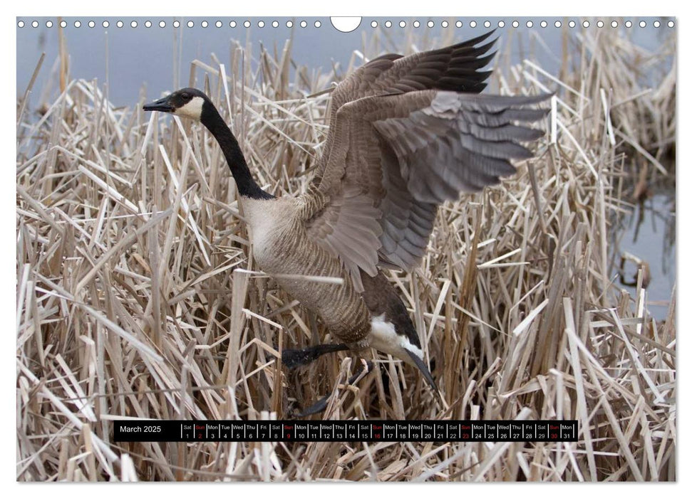 CANADA GOOSE / UK-Version (CALVENDO Monthly Calendar 2025)