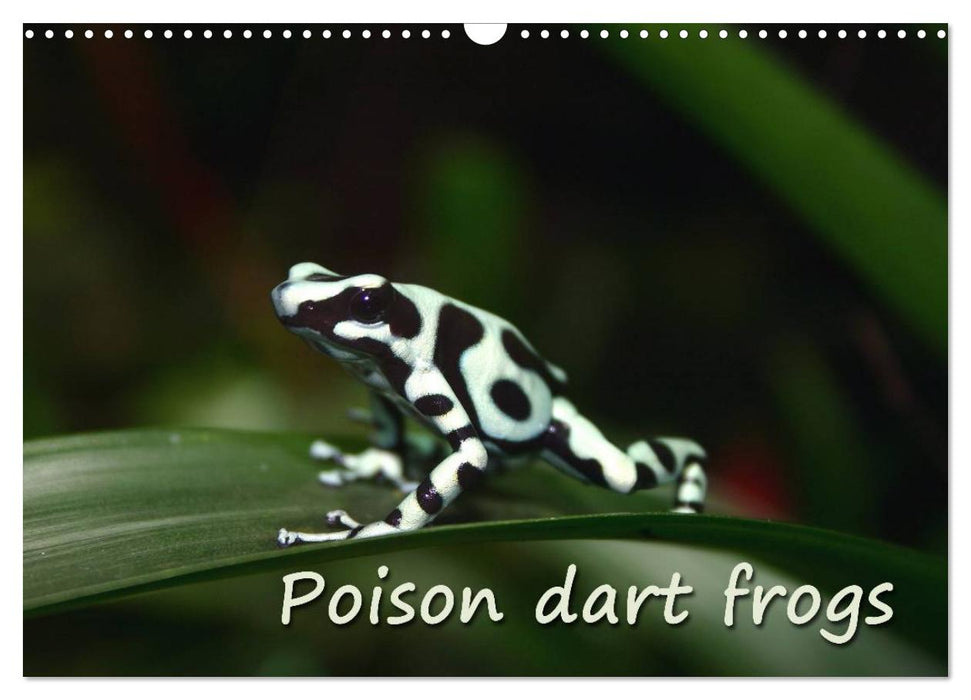 Poison dart frogs / UK-Version / Birthday Calendar (CALVENDO Monthly Calendar 2025)