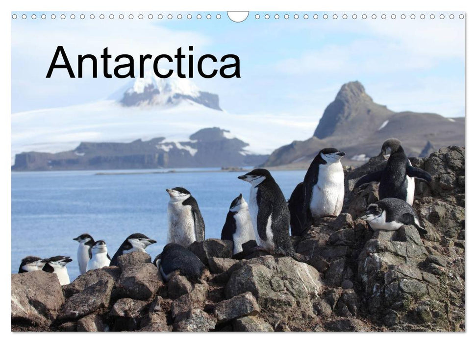 Antarctica (UK - Version) (CALVENDO Monthly Calendar 2025)