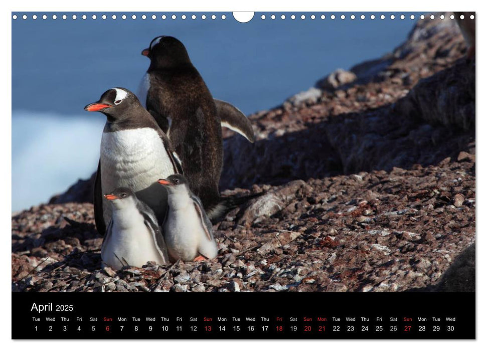 Antarctica (UK - Version) (CALVENDO Monthly Calendar 2025)