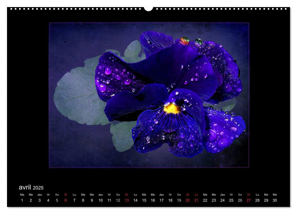 FLEURS 2025 ( FR - Version ) (CALVENDO Calendrier mensuel 2025)