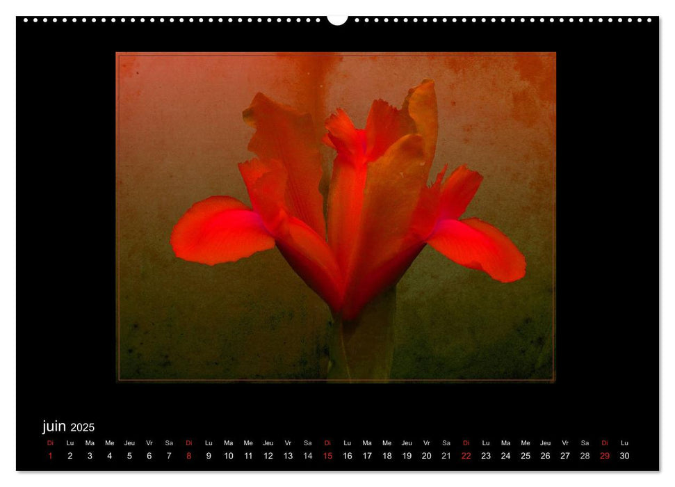 FLEURS 2025 ( FR - Version ) (CALVENDO Calendrier mensuel 2025)