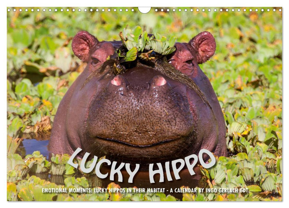 Emotional Moments: Lucky Hippo / UK-Version (CALVENDO Monthly Calendar 2025)