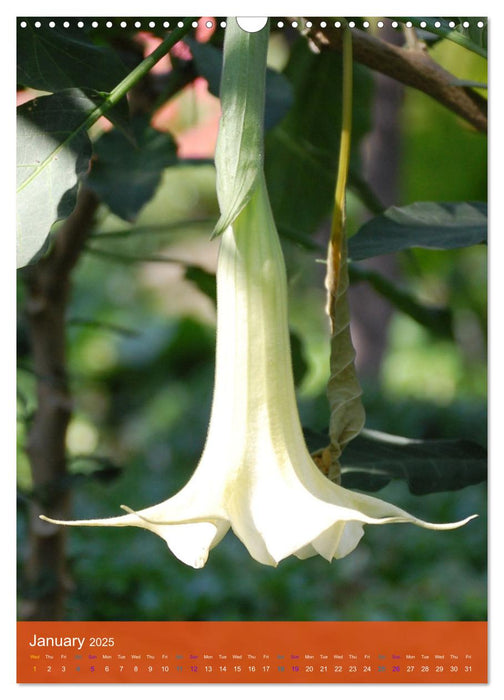 Mexican Garden Flowers - Aguascalientes (CALVENDO Monthly Calendar 2025)