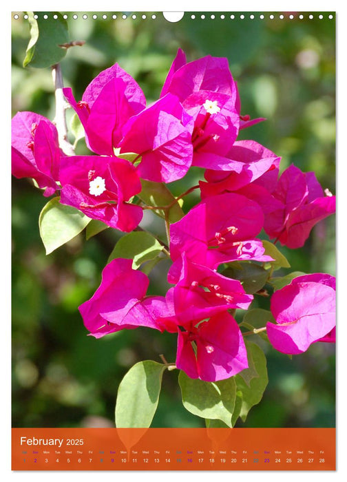 Mexican Garden Flowers - Aguascalientes (CALVENDO Monthly Calendar 2025)