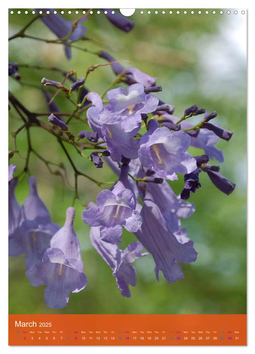 Mexican Garden Flowers - Aguascalientes (CALVENDO Monthly Calendar 2025)