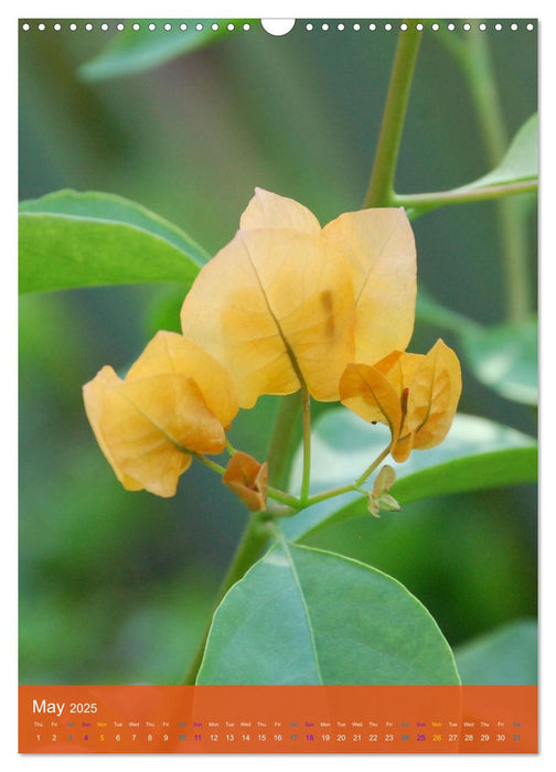 Mexican Garden Flowers - Aguascalientes (CALVENDO Monthly Calendar 2025)