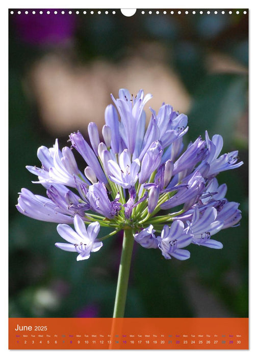 Mexican Garden Flowers - Aguascalientes (CALVENDO Monthly Calendar 2025)