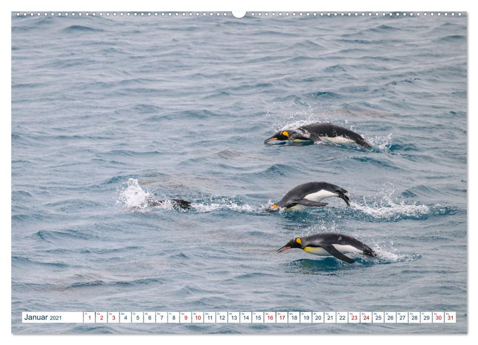 Südgeorgien - Abgelegenes Naturparadies (CALVENDO Wandkalender 2021)