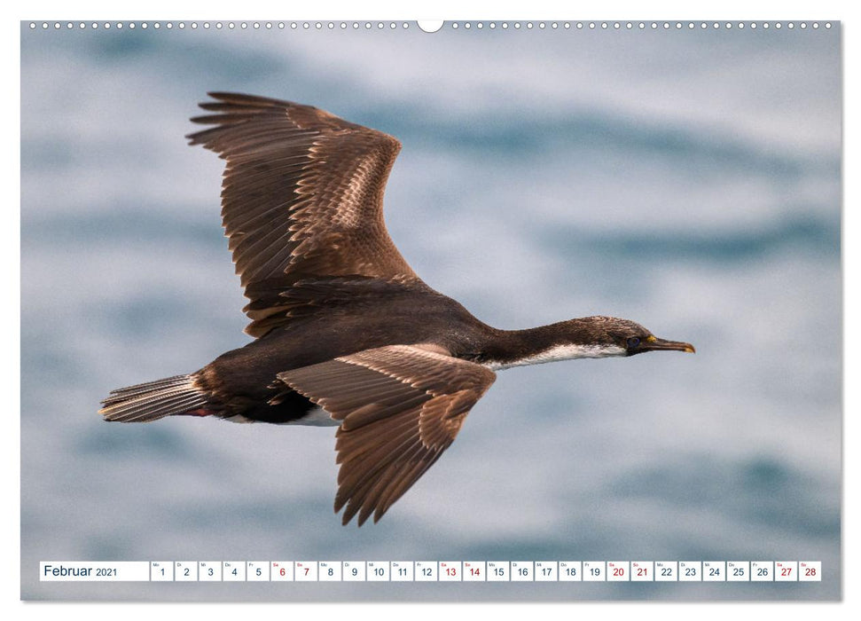 Südgeorgien - Abgelegenes Naturparadies (CALVENDO Wandkalender 2021)