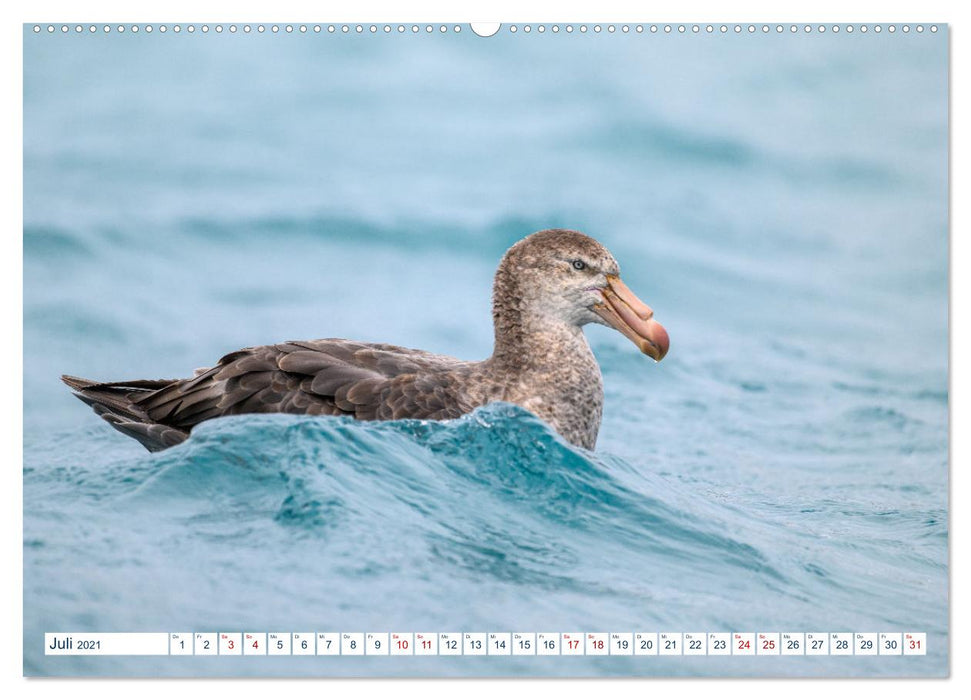 Südgeorgien - Abgelegenes Naturparadies (CALVENDO Premium Wandkalender 2021)