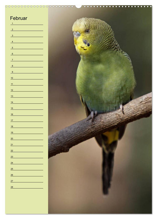 Der Wellensittich-Geburtstagskalender (CALVENDO Premium Wandkalender 2013)