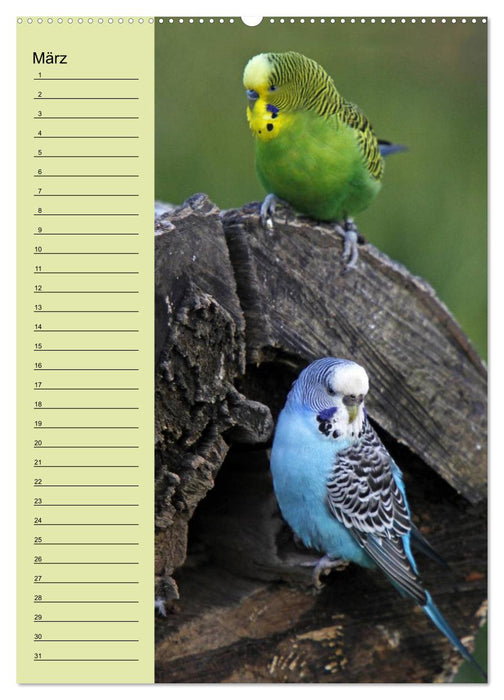 Der Wellensittich-Geburtstagskalender (CALVENDO Premium Wandkalender 2013)