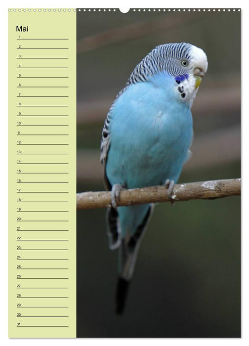 Der Wellensittich-Geburtstagskalender (CALVENDO Premium Wandkalender 2013)