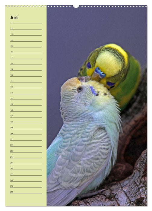 Der Wellensittich-Geburtstagskalender (CALVENDO Premium Wandkalender 2013)