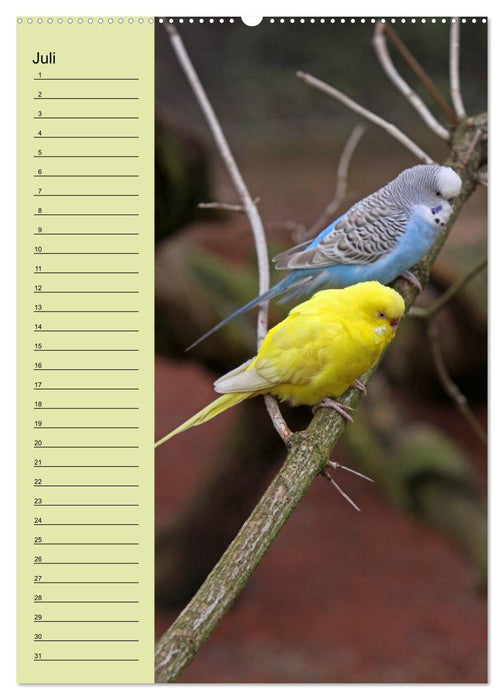 Der Wellensittich-Geburtstagskalender (CALVENDO Premium Wandkalender 2013)