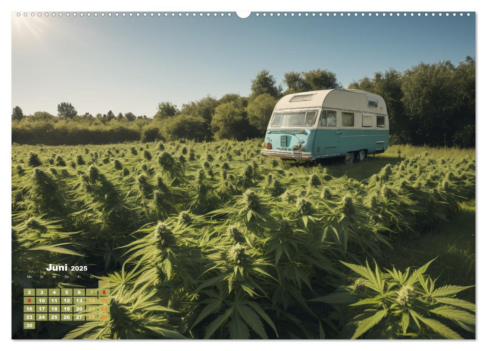 Wunderschöne Cannabisfelder (CALVENDO Premium Wandkalender 2025)