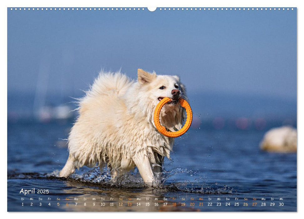 Mein isländischer Wasserhund (CALVENDO Wandkalender 2025)