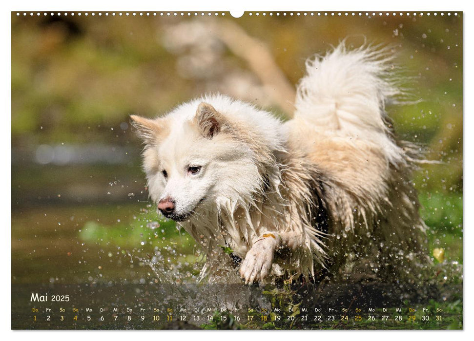 Mein isländischer Wasserhund (CALVENDO Wandkalender 2025)