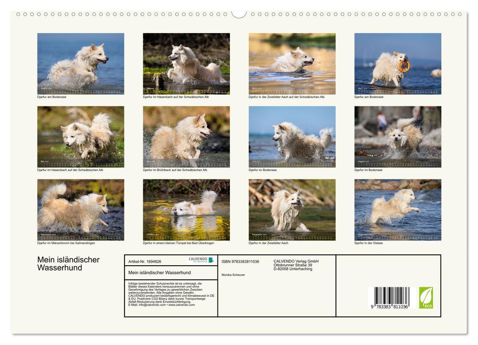Mein isländischer Wasserhund (CALVENDO Premium Wandkalender 2025)