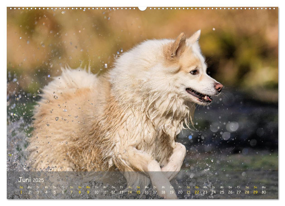 Mein isländischer Wasserhund (CALVENDO Premium Wandkalender 2025)