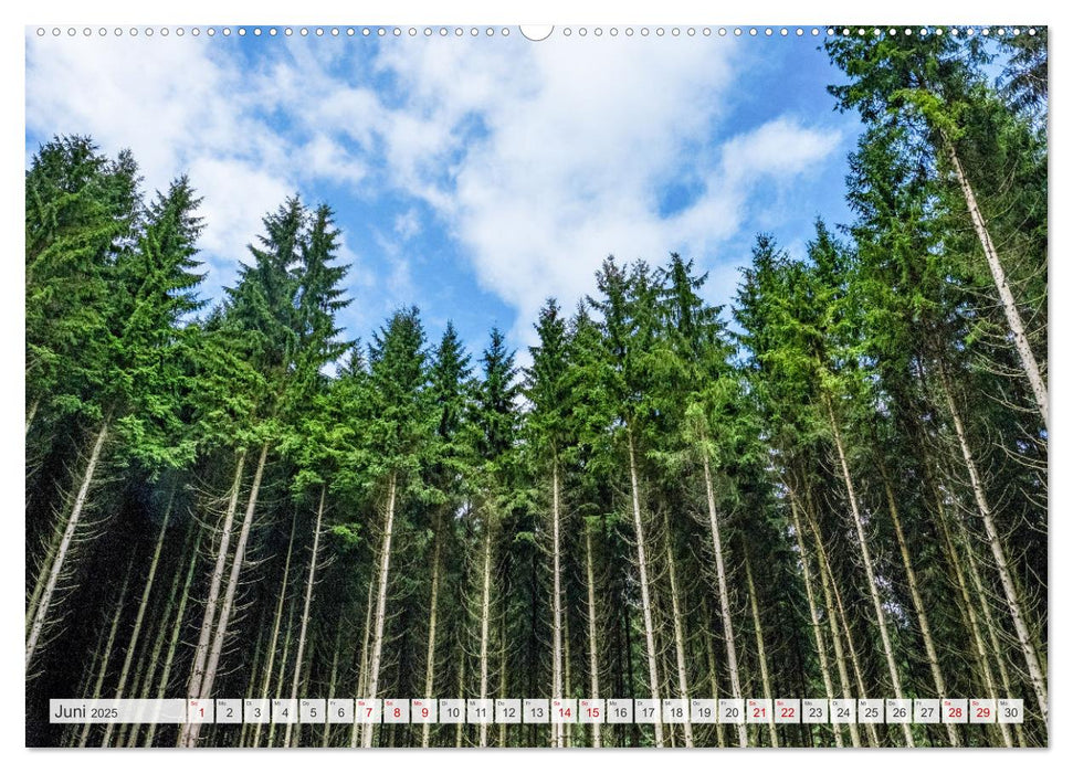 Nationalpark Eifel - Schöne Tage im Grünen (CALVENDO Wandkalender 2025)