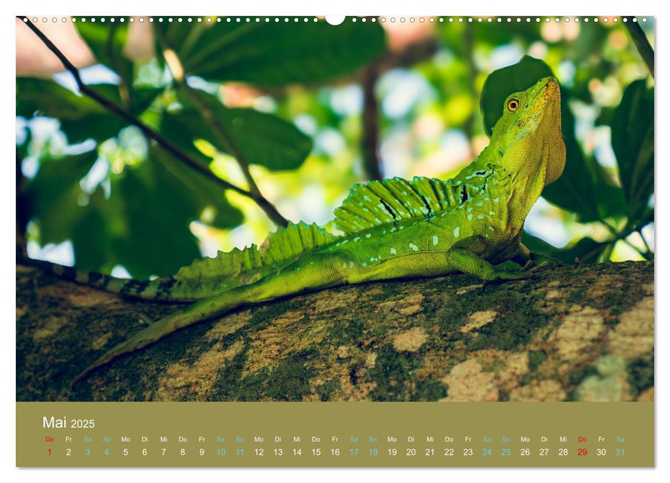 Wildes Leben - Ein Streifzug auf Zehenspitzen (CALVENDO Wandkalender 2025)