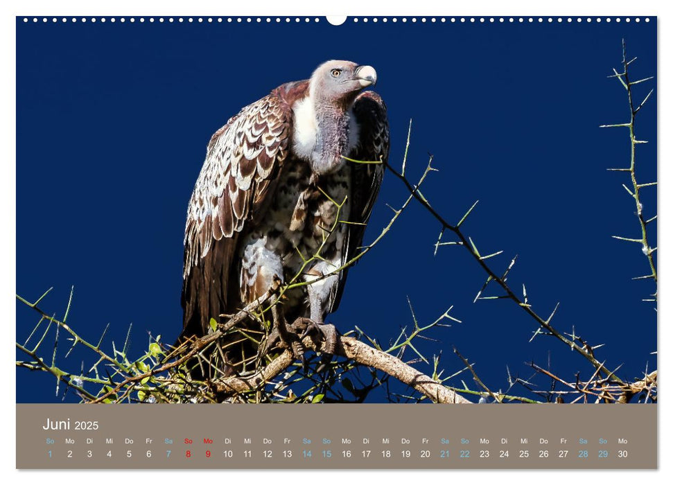 Wildes Leben - Ein Streifzug auf Zehenspitzen (CALVENDO Wandkalender 2025)