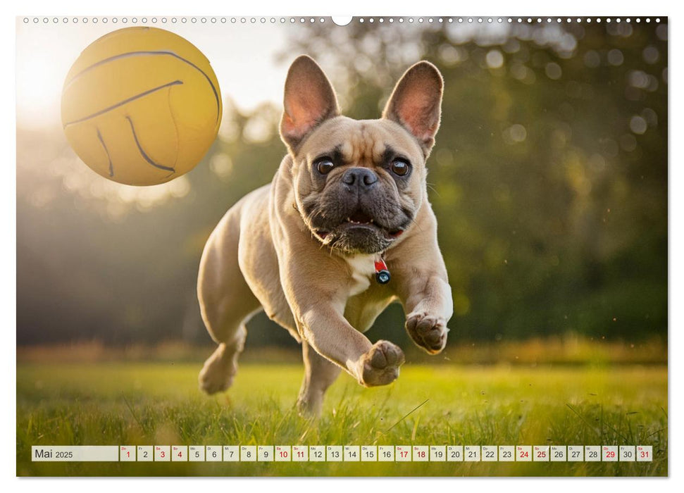 Bullys in Action - Französische Bulldoggen lieben Bälle (CALVENDO Wandkalender 2025)