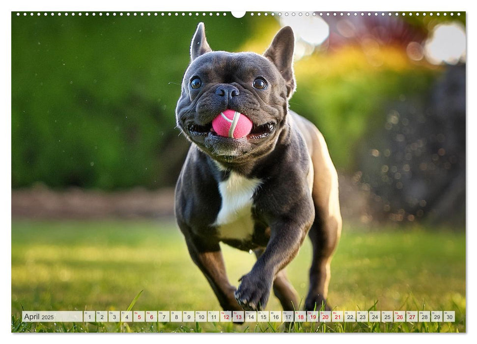 Bullys in Action - Französische Bulldoggen lieben Bälle (CALVENDO Premium Wandkalender 2025)