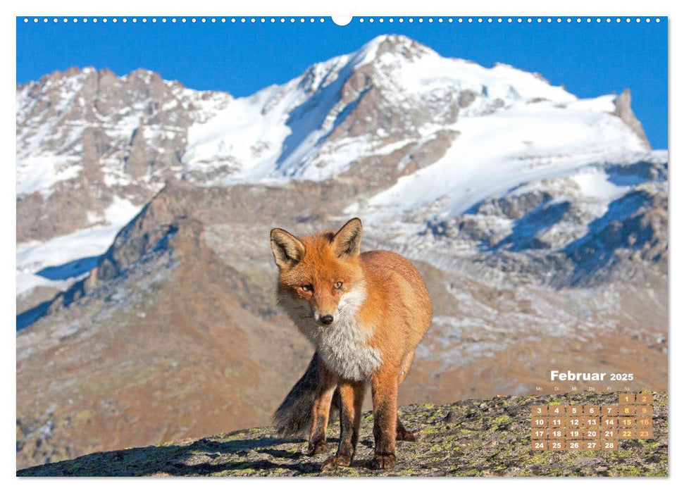 Der Fuchs: Kluger Jäger (CALVENDO Premium Wandkalender 2025)