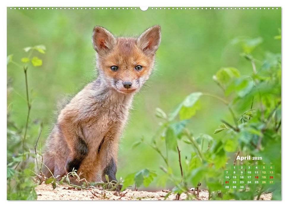 Der Fuchs: Kluger Jäger (CALVENDO Premium Wandkalender 2025)