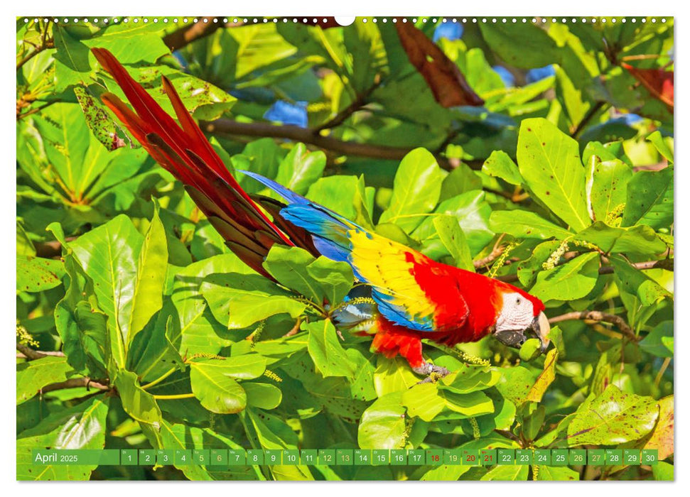 Farbenfrohe Papageien (CALVENDO Wandkalender 2025)