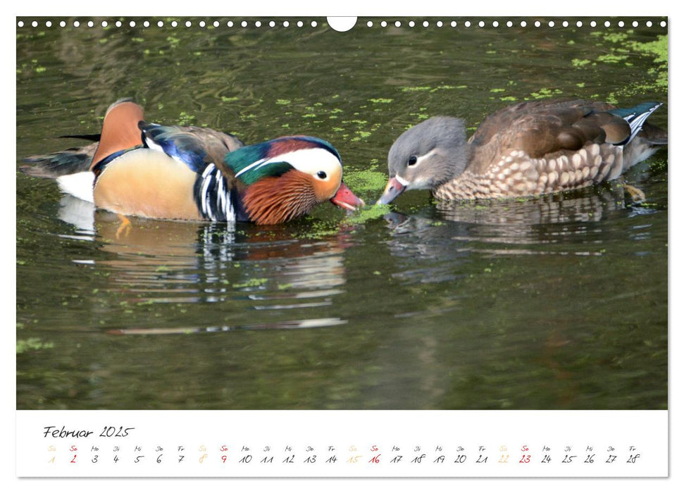 Mandarinenenten, die Liebe zur Natur (CALVENDO Wandkalender 2025)