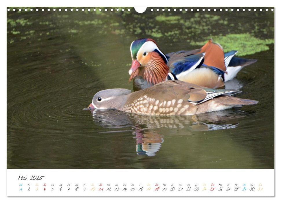 Mandarinenenten, die Liebe zur Natur (CALVENDO Wandkalender 2025)