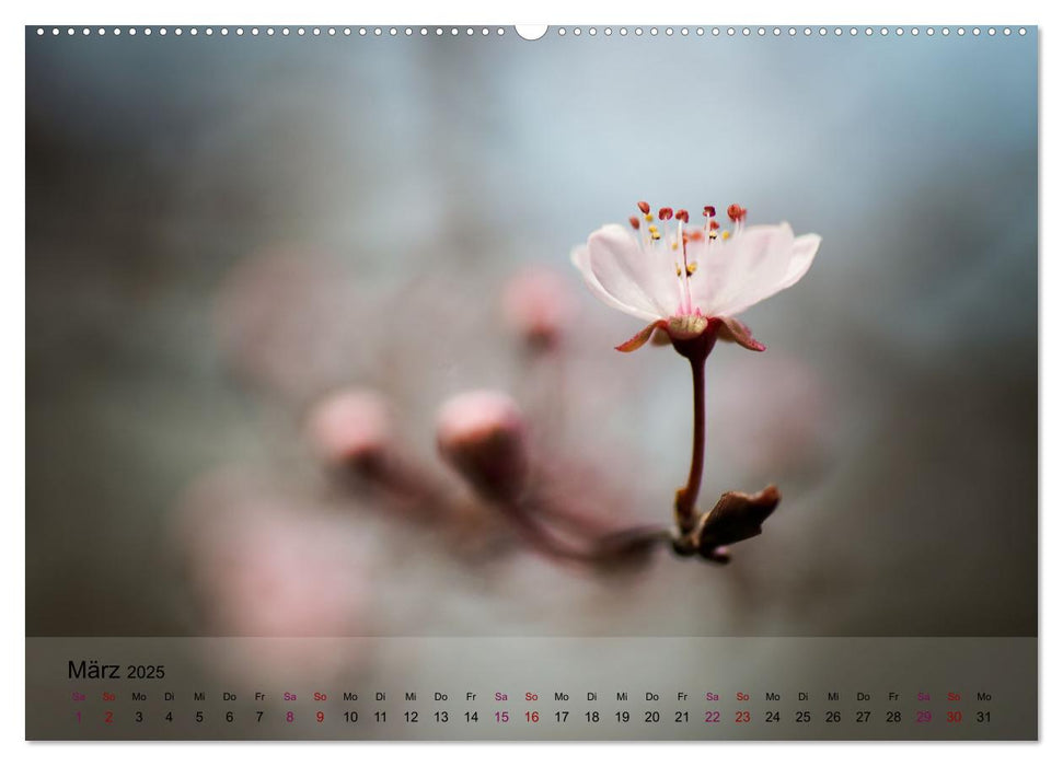 Blütenrausch - Mit Frühlingsgefühlen durchs ganze Jahr (CALVENDO Wandkalender 2025)