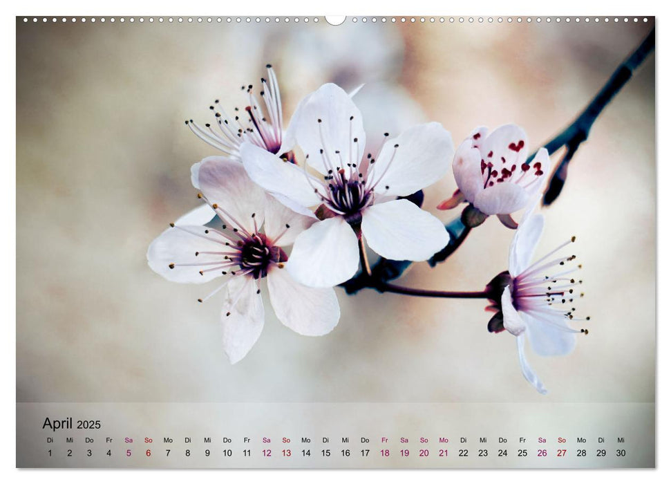 Blütenrausch - Mit Frühlingsgefühlen durchs ganze Jahr (CALVENDO Wandkalender 2025)