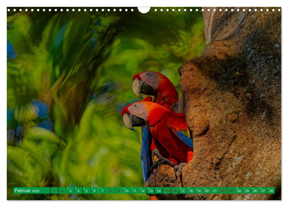 Papageien (CALVENDO Wandkalender 2025)