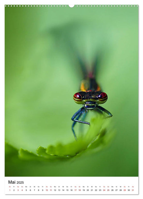 LibellenLiebe - Schau mir in die Augen, Kleines! (CALVENDO Wandkalender 2025)