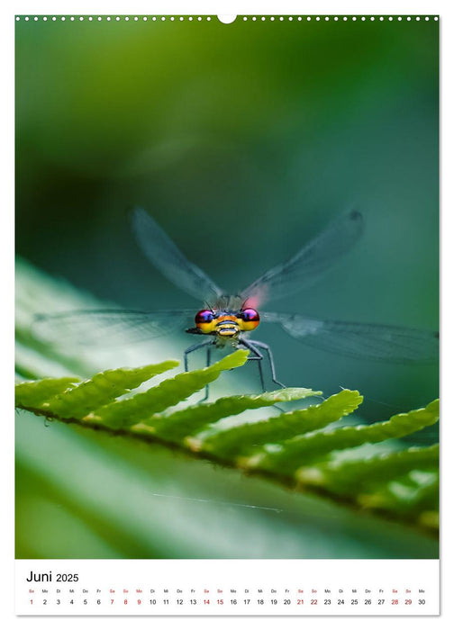 LibellenLiebe - Schau mir in die Augen, Kleines! (CALVENDO Wandkalender 2025)
