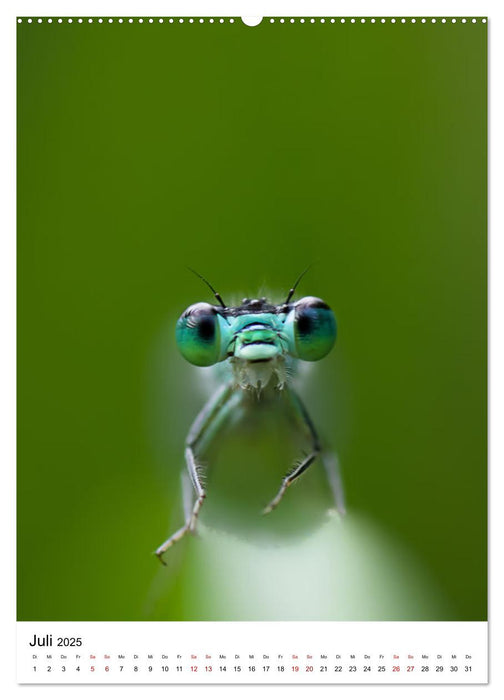 LibellenLiebe - Schau mir in die Augen, Kleines! (CALVENDO Premium Wandkalender 2025)