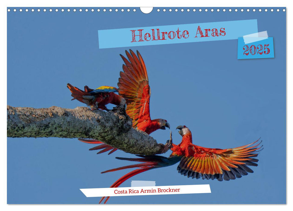 Hellrote Aras (CALVENDO Wandkalender 2025)