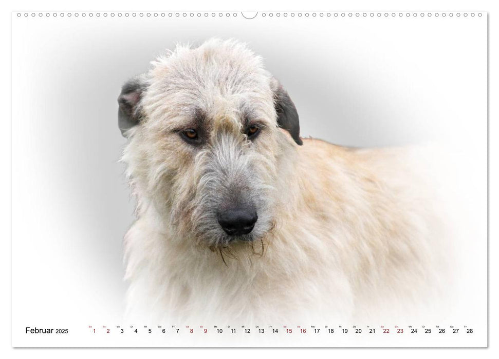 Windhund Portrait 2025 White Edition (CALVENDO Premium Wandkalender 2025)