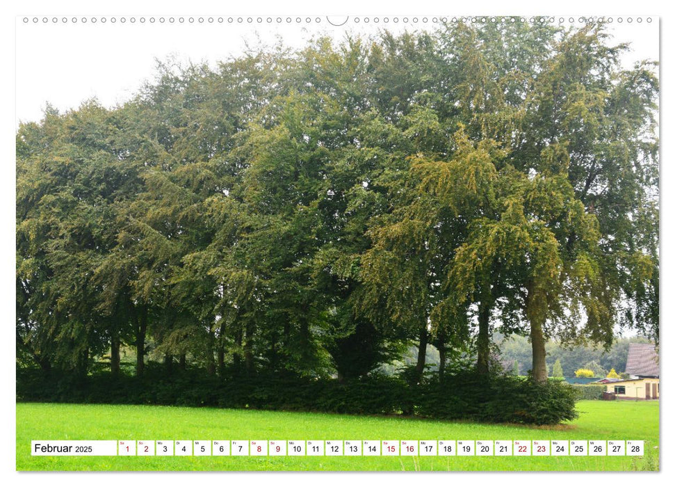 Faszinierende Hecken - Grüne Schönheiten im Monschauer Land (CALVENDO Wandkalender 2025)