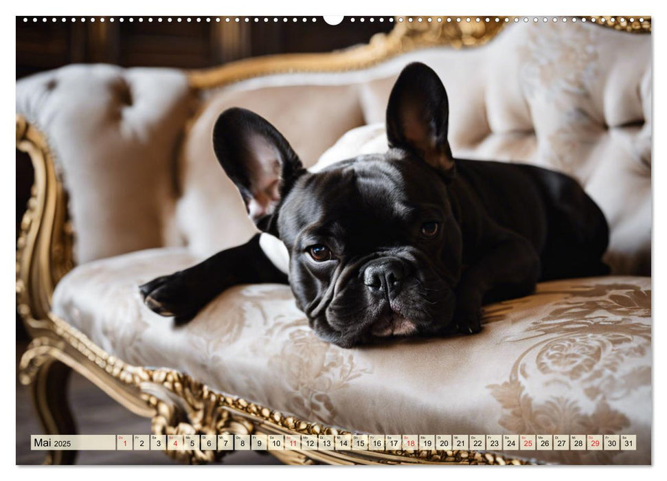 Kleine Könige - Französische Bulldoggen (CALVENDO Premium Wandkalender 2025)
