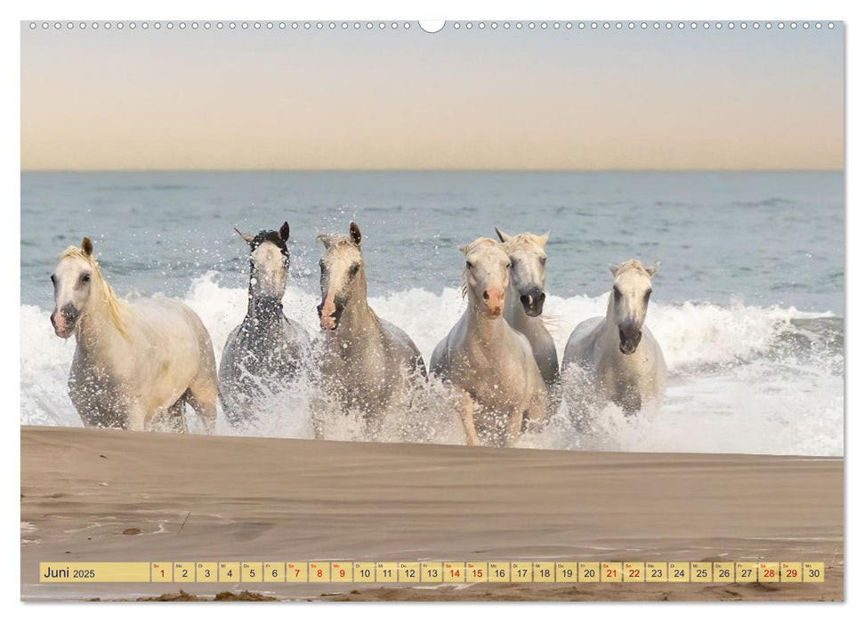 Die wilden Pferde der Camargue (CALVENDO Wandkalender 2025)