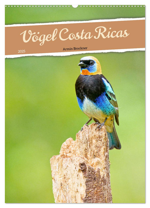 Vögel Costa Ricas (CALVENDO Wandkalender 2025)