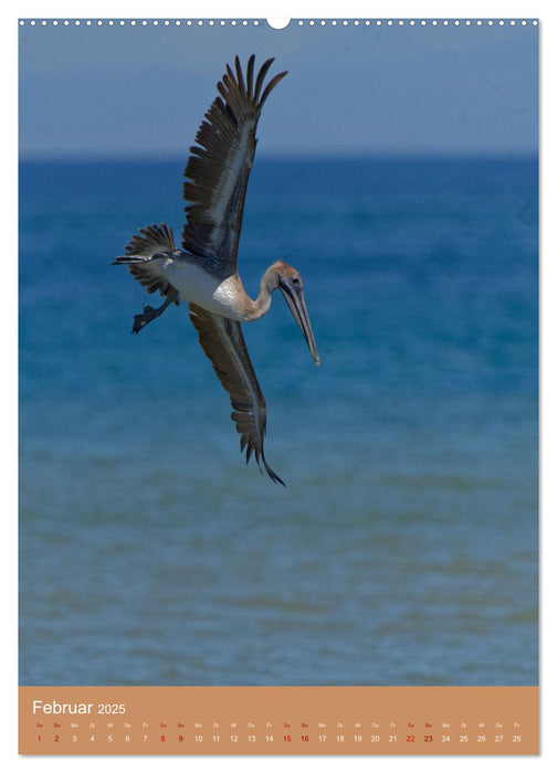 Vögel Costa Ricas (CALVENDO Wandkalender 2025)