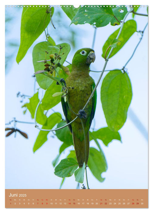 Vögel Costa Ricas (CALVENDO Wandkalender 2025)